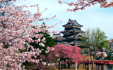 Matsumoto Castle surrounded by cherry blossom in Nagano, Japan